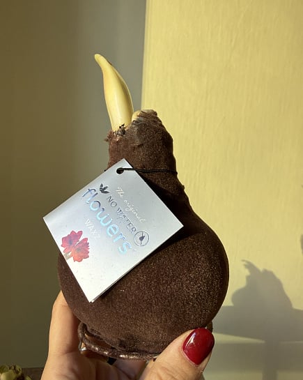 Амариллис в луковице  с доставкой по Астане