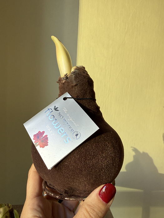 Амариллис в луковице 