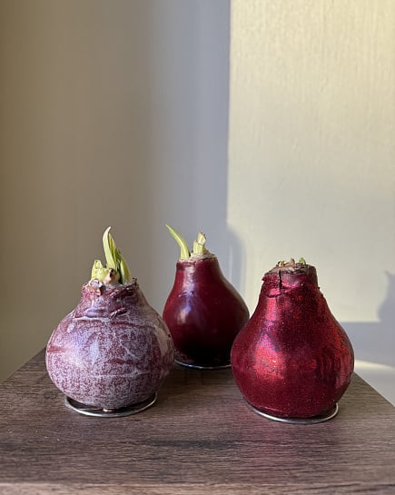 Амариллис в луковице  с доставкой по Астане