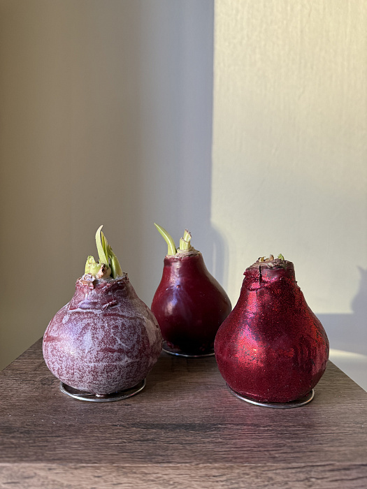 Амариллис в луковице 