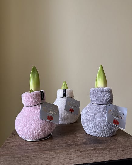 Амариллис  с доставкой по Астане