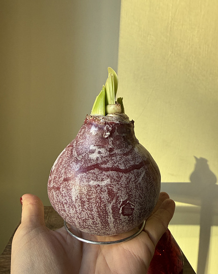 Амариллис в луковице  с доставкой по Астане