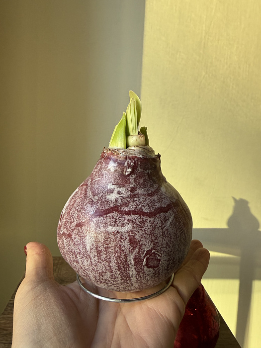 Амариллис в луковице 