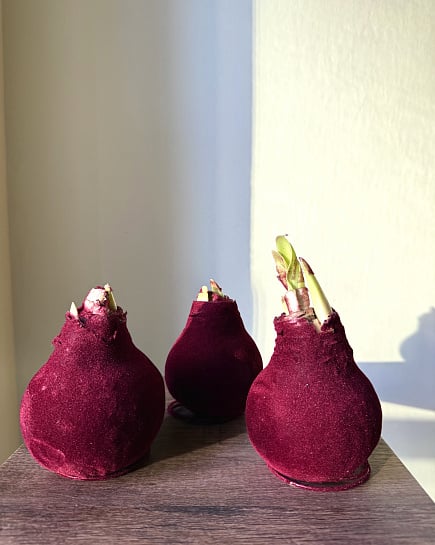 Амариллис в луковице  с доставкой по Астане