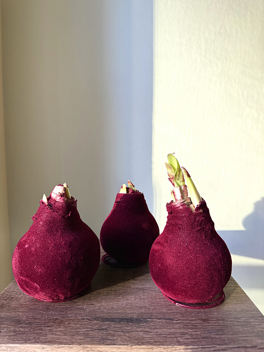 Амариллис в луковице 