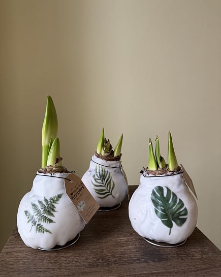 Амариллис  с доставкой по Астане