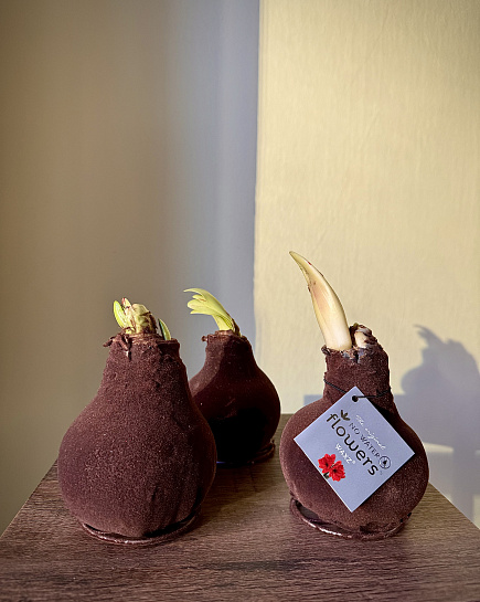 Амариллис в луковице  с доставкой по Астане