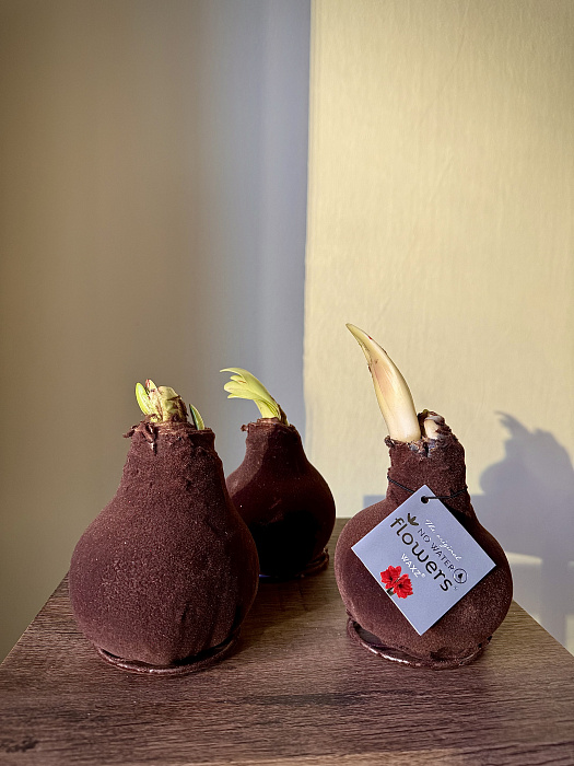 Амариллис в луковице 